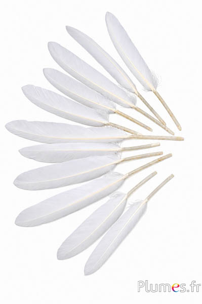 Oca - 10-15 cm - bianco-crema